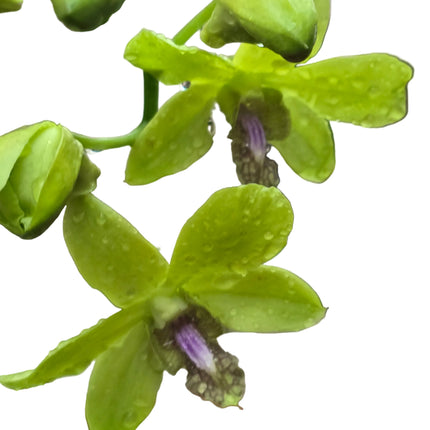 Dendrobium Orchid Mounted on Natural Driftwood-  Lime Green Flowers with a Stunning Multicoloured Lip