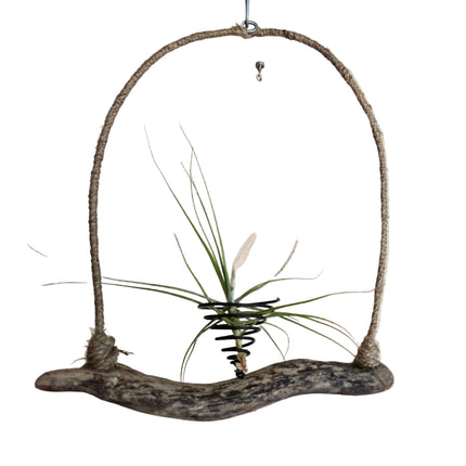 Tillandsia Schiedeana Air Plant on Natural Driftwood Hanger
