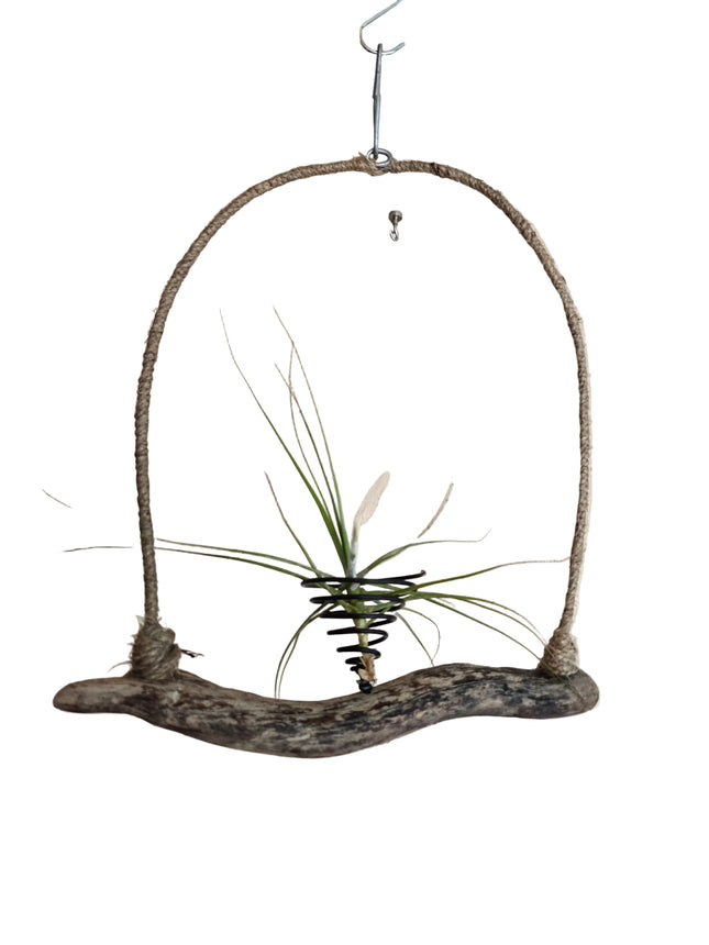 Tillandsia Schiedeana Air Plant on Natural Driftwood Hanger