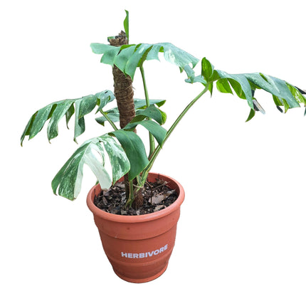 Monstera Deliciosa Albo – Large Leaf Specimen Plant