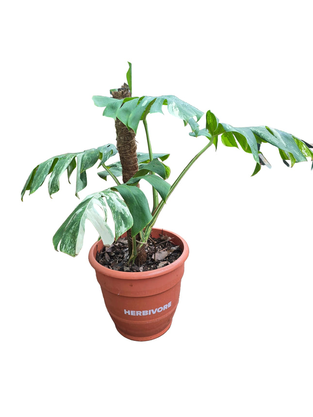 Monstera Deliciosa Albo – Large Leaf Specimen Plant