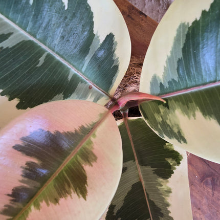 Ficus Elastica 'Tineke' Variegated Rubber Plant Kokedama