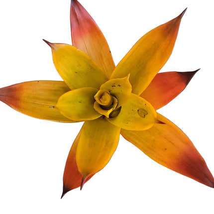 Guzmania Bromeliad Red-Yellow Kokedama