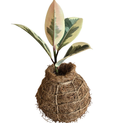 Ficus Elastica 'Tineke' Variegated Rubber Plant Kokedama