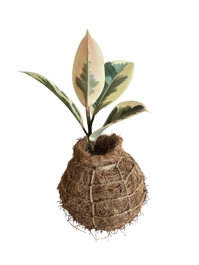 Ficus Elastica 'Tineke' Variegated Rubber Plant Kokedama