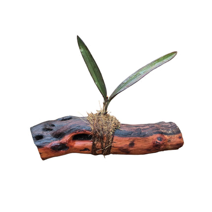 Ionopsis Orchid Mounted on Driftwood