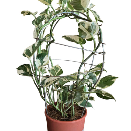Manjula Pothos Money Plant – Sculpted Sphere Form