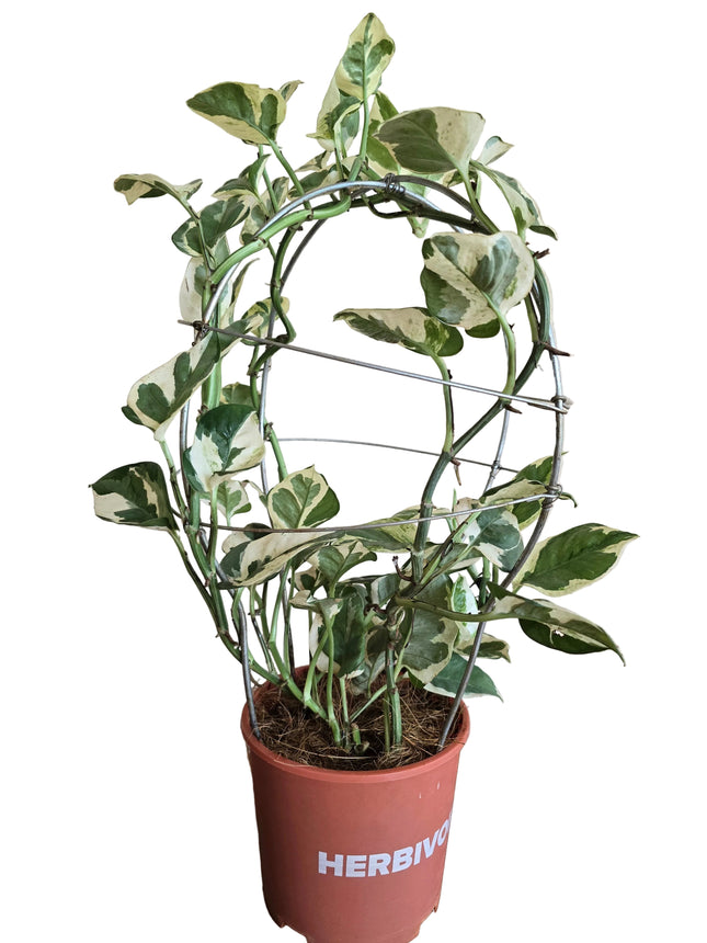 Manjula Pothos Money Plant – Sculpted Sphere Form