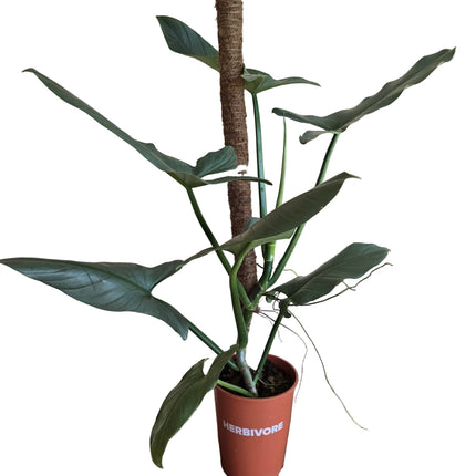 Silver Leaf Philodendron Planted with 1m Coco Fibre Stake