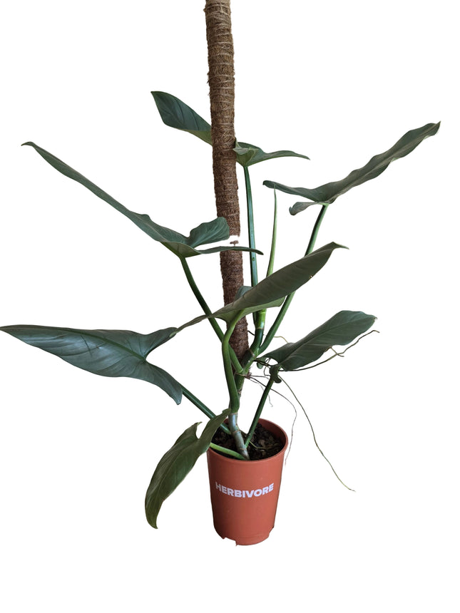 Silver Leaf Philodendron Planted with 1m Coco Fibre Stake