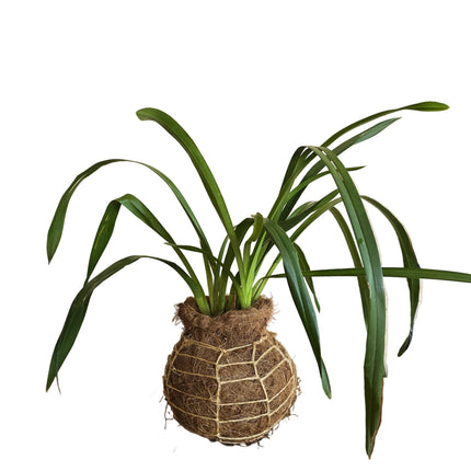 Cymbidium Orchid Kokedama