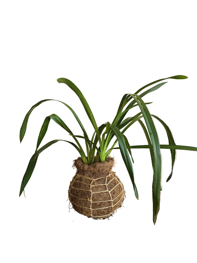 Cymbidium Orchid Kokedama