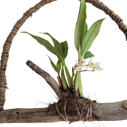Coelogyne Flaccida Orchid Mounted on Driftwood Hanger - Blooming