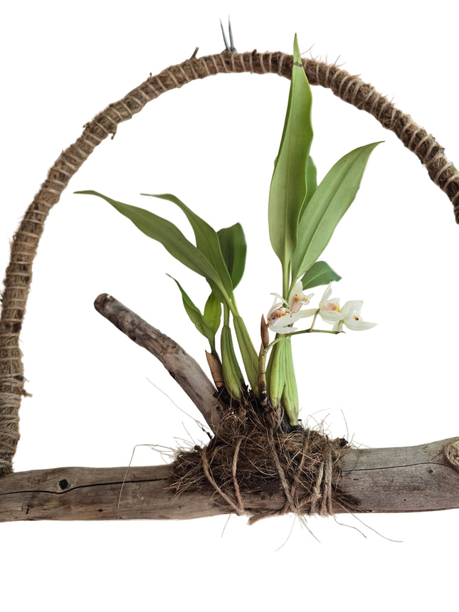 Coelogyne Flaccida Orchid Mounted on Driftwood Hanger - Blooming