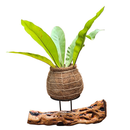 BIRDS NEST FERN - KOKEDAMA