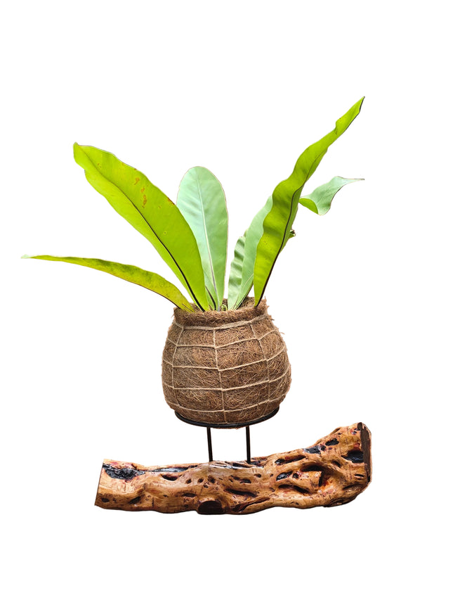 BIRDS NEST FERN - KOKEDAMA