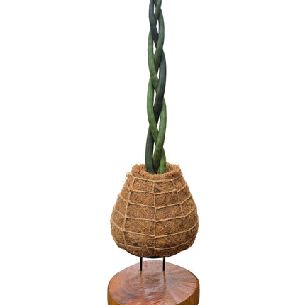 Braided Sansevieria Kokedama