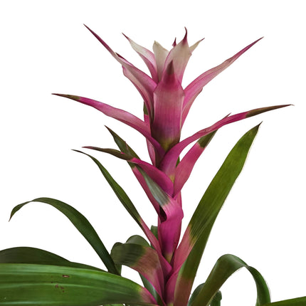 Guzmania Bromeliad Pink - Kokedama