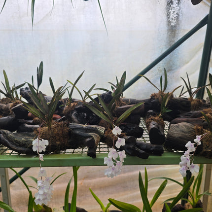 Ionopsis Orchid Mounted on Driftwood
