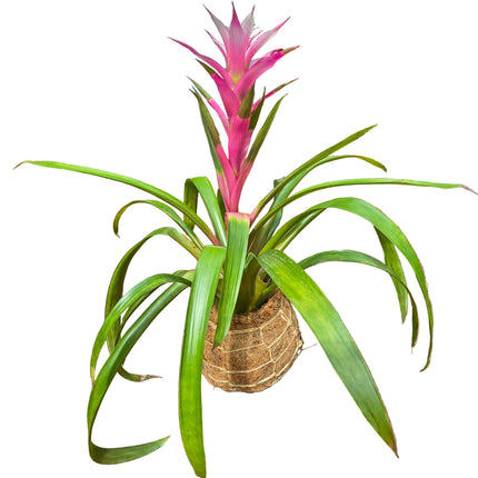 Guzmania Bromeliad Pink - Kokedama