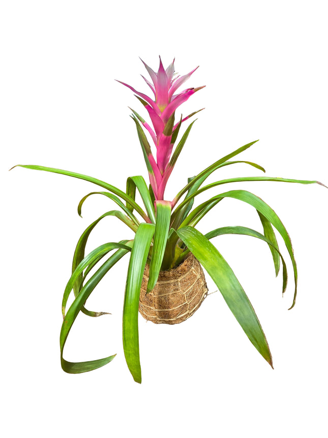 Guzmania Bromeliad Pink - Kokedama